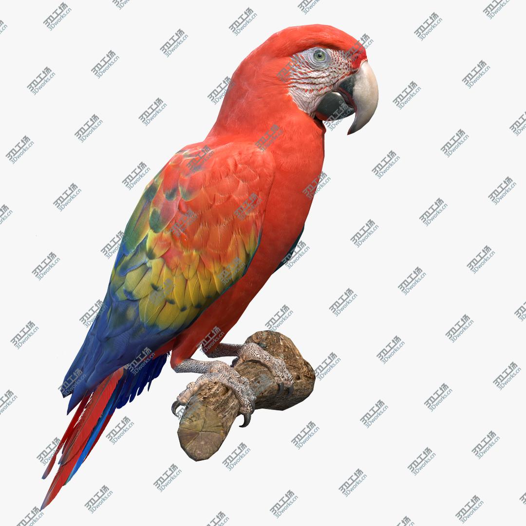 images/goods_img/2021040235/Scarlet Macaw 3D model/1.jpg